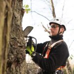 level 5 arborist northern beaches