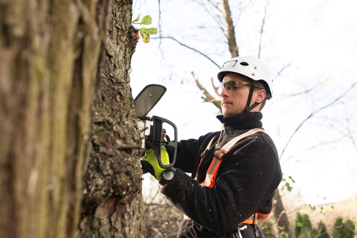 level 5 arborist northern beaches