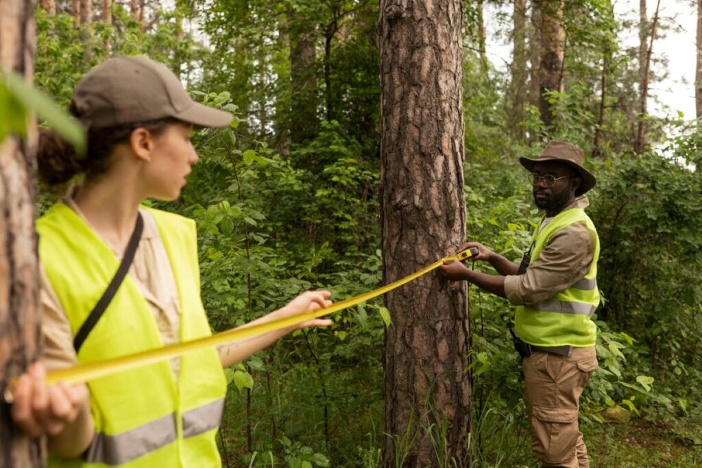 level 5 arborist northern beaches