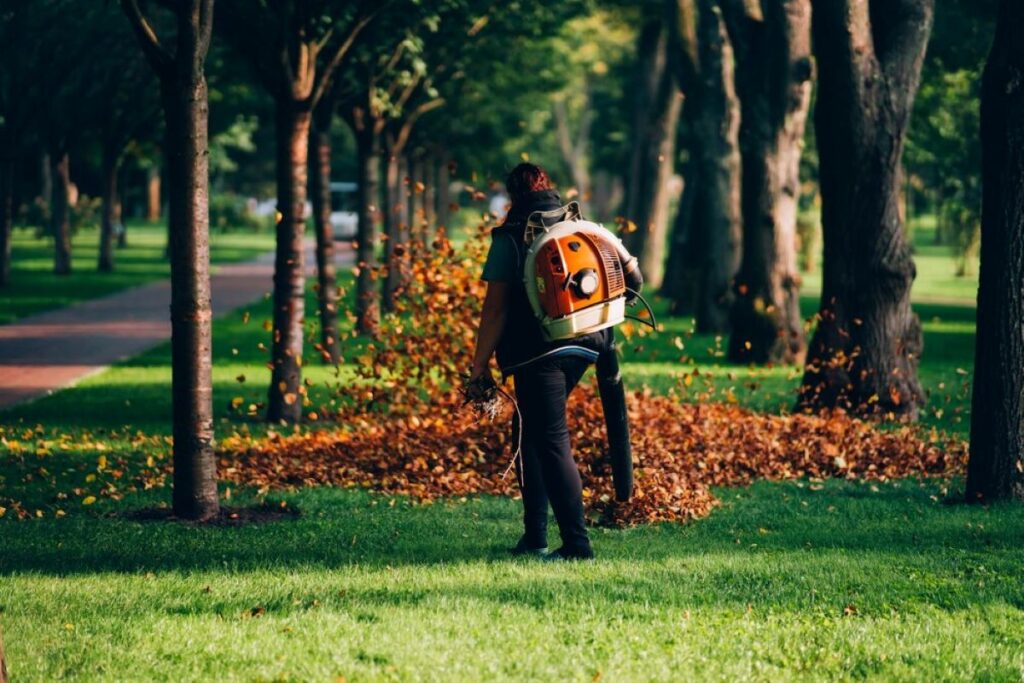 level 5 arborist northern beaches
