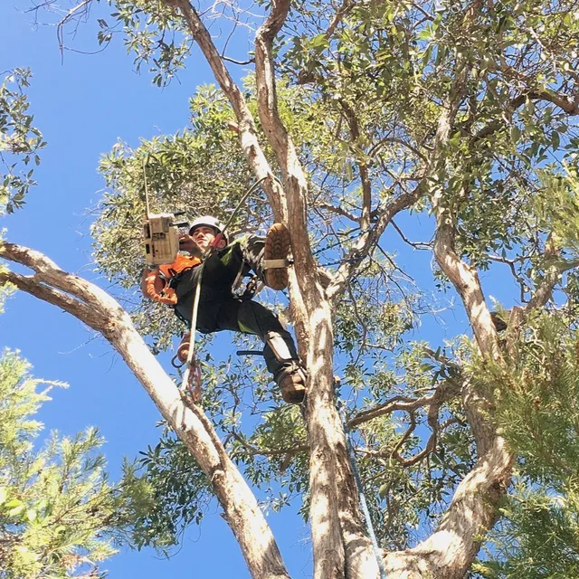 Turramurra Tree Removal