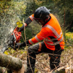 Turramurra Tree Removal