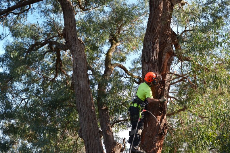 Turramurra Tree Removal
