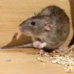 Rodent Treatment