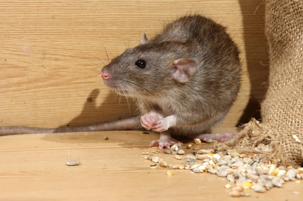 Rodent Treatment
